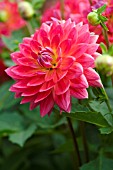 DAHLIA KILBURN ROSE