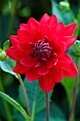 DAHLIA EDWINS SUNSET