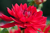 DAHLIA EDWINS SUNSET