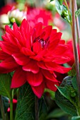 DAHLIA EDWINS SUNSET