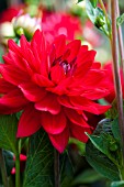 DAHLIA EDWINS SUNSET