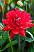 DAHLIA EDWINS SUNSET