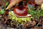 AESCULUS HIPPOCASTANUM HORSE CHESTNUT