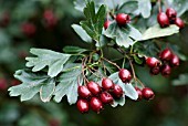 CRATAEGUS MONOGYNA HAWTHORN BERRIES