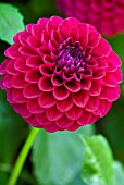 DAHLIA BLYTON ROYAL VELVET