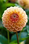 DAHLIA BLYTON SOFTER GLEAM