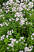 CAMPANULA LACTIFLORA LODDON ANNA