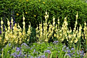 VERBASCUM GAINSBOROUGH WITH CAMPANULA LACTIFLORA PRITCHARDS VARIETY