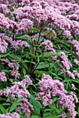 EUPATORIUM MACULATUM ATROPURPUREUM RIESENSCHIRM