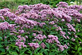 EUPATORIUM MACULATUM ATROPURPUREUM RIESENSCHIRM