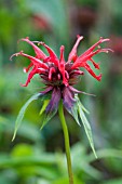 MONARDA SQUAW