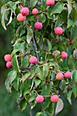 CORNUS KOUSA CHINENSIS FRUITS