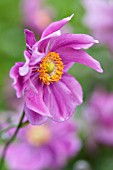 ANEMONE HUPEHENSIS VAR JAPONICA PRINZ HEINRICH