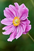 ANEMONE HUPEHENSIS VAR JAPONICA PRINZ HEINRICH