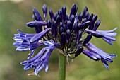 AGAPANTHUS BLACK PANTHA