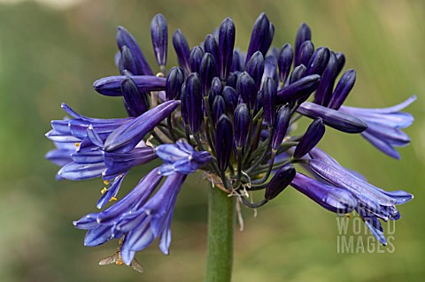 AGAPANTHUS_BLACK_PANTHA