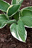 HOSTA FORTUNEI ALBOMARGINATA