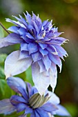 CLEMATIS MULTI BLUE