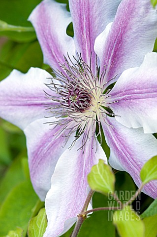 CLEMATIS_NELLY_MOSER