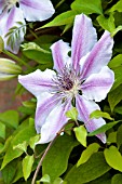 CLEMATIS NELLY MOSER