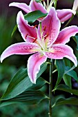 LILIUM STARGAZER