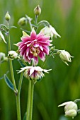 AQUILEGIA NORA BARLOW