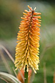 KNIPHOFIA BARTON FEVER