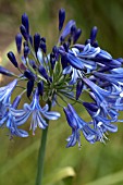 AGAPANTHUS LOCH HOPE