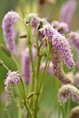 SANGUISORBA PINK BRUSHES