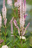 VERONICASTRUM VIRGINICUM ERIKA