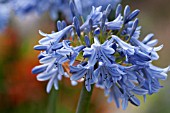 AGAPANTHUS COOL BLUE