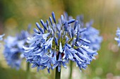 AGAPANTHUS COOL BLUE