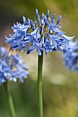 AGAPANTHUS COOL BLUE