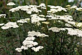 ACHILLEA MONDPAGODE