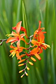 CROCOSMIA MASONIORUM JUPITER