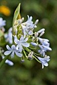 AGAPANTHUS AFRICAN MOON