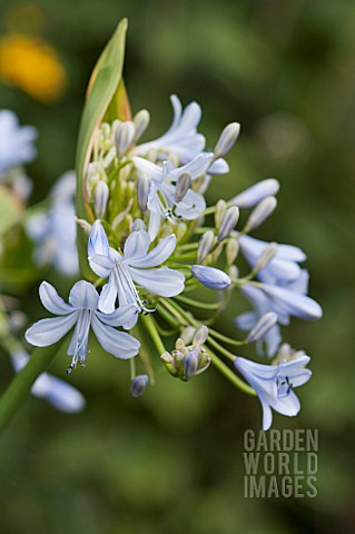 AGAPANTHUS_AFRICAN_MOON