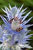 ERYNGIUM FLOWER HEAD WITH BEES