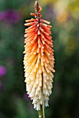 KNIPHOFIA PAINTED LADY