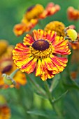 HELENIUM FEUERSIEGEL