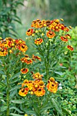 HELENIUM FEUERSIEGEL