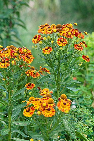 HELENIUM_FEUERSIEGEL