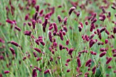 SANGUISORBA RASPBERRY COULIS