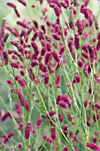 SANGUISORBA RASPBERRY COULIS