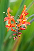 CROCOSMIA X CROCOSMIIFLORA CONSTANCE