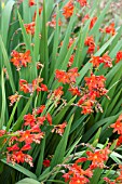 CROCOSMIA X CROCOSMIIFLORA CONSTANCE