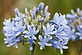 AGAPANTHUS LULY