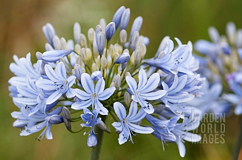 AGAPANTHUS_LULY