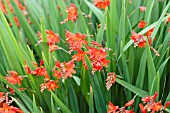 CROCOSMIA X CROCOSMIIFLORA CONSTANCE