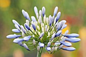 AGAPANTHUS LULY